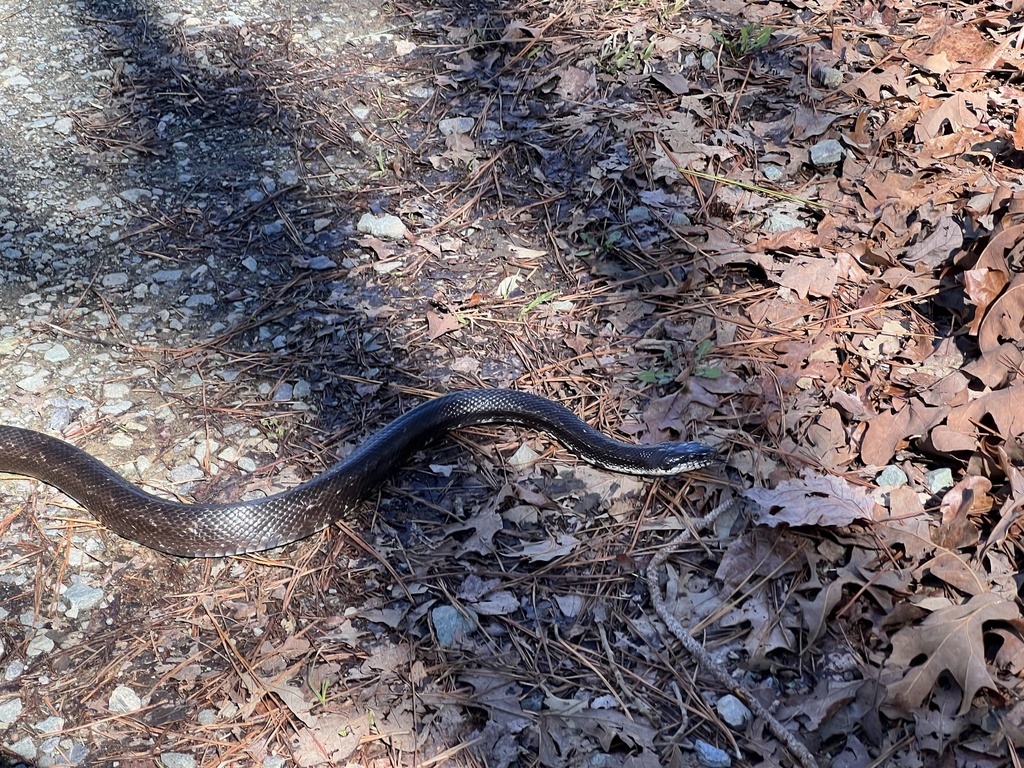 Eastern Ratsnake from Camp Durant Ln, Carthage, NC, US on March 4, 2023 ...