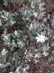 Olearia pannosa
