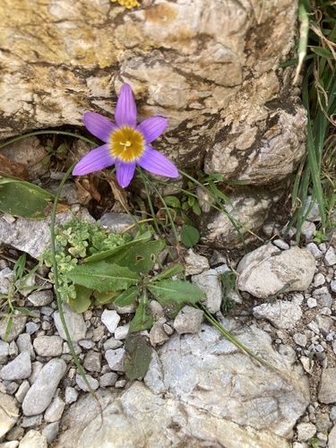 Romulea clusiana