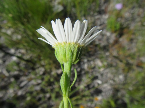 Image of Osmitopsis afra by (c) douglaseustonbrown, some rights reserved (CC BY-SA)