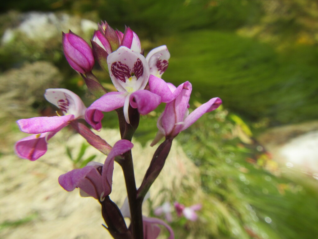 Disa caulescens