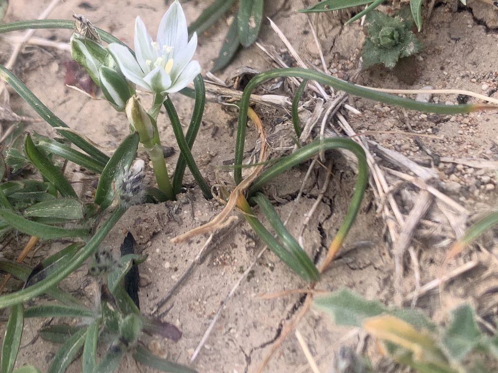 Ornithogalum iraqense