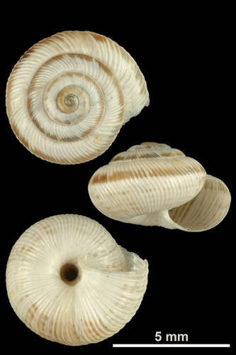Candidula rugosiuscula