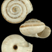 Candidula rugosiuscula - Photo (c) 

Gargominy O., alguns direitos reservados (CC BY)