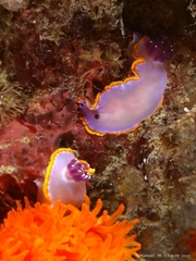 Felimida purpurea