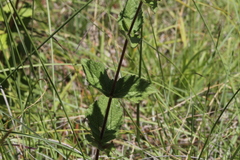 Stevia elatior