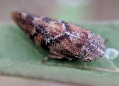 Aphrophora permutata