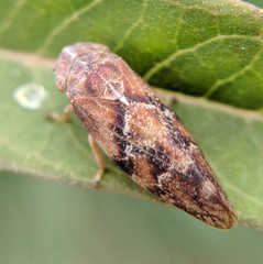 Aphrophora permutata