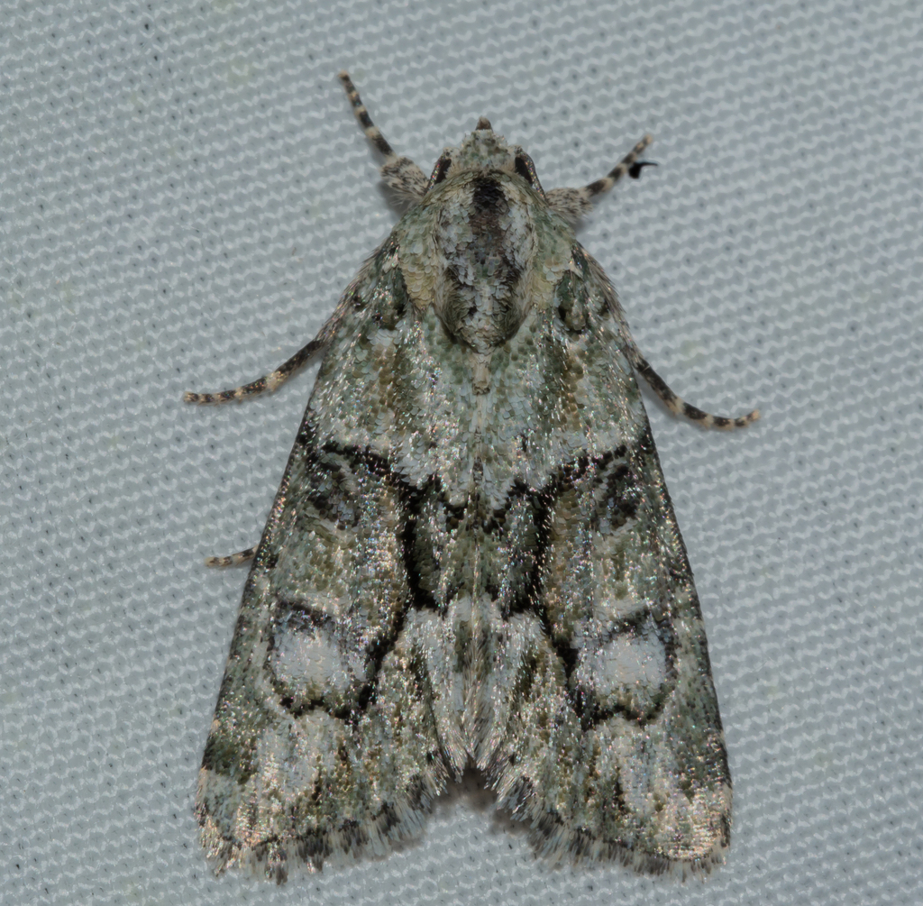 Cryphia lusitanica
