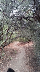 Arctostaphylos pallida