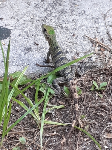 Black Spiny-tailed Iguana, photo 7 of 8