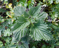 Urtica australis