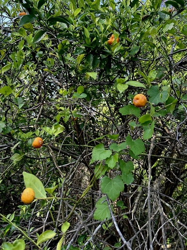 Citrus deliciosa