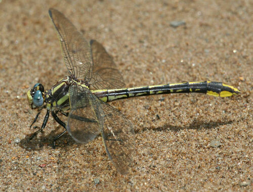 Pronghorn Clubtail photo 3