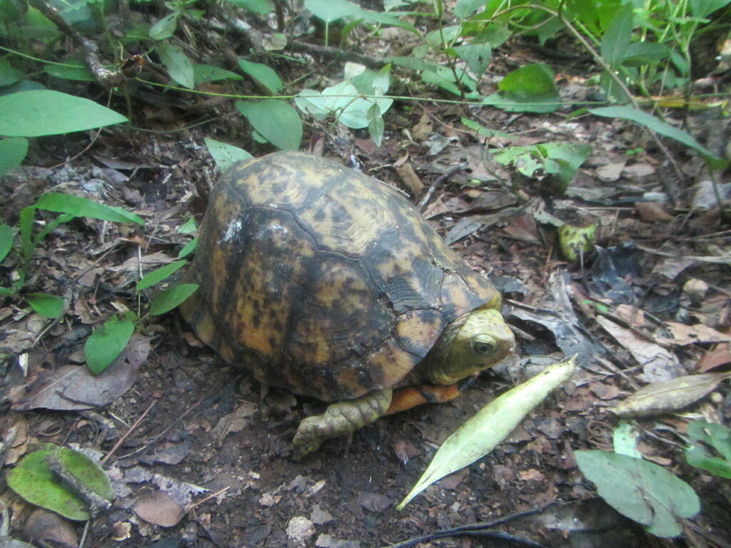 Yucatán Box Turtle In August 2017 By Josecime · Inaturalist