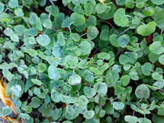Parietaria debilis