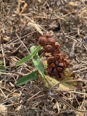 Camonea umbellata image