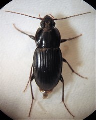 Aulacopodus calathoides