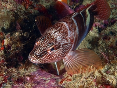 Serranus