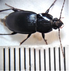 Aulacopodus calathoides