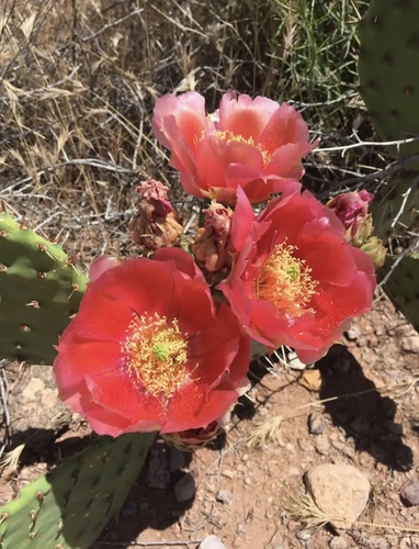 Woods Pricklypear (Opuntia woodsii)