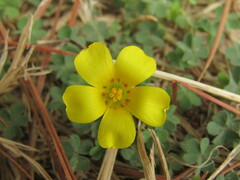 Gyrorhiza Wood Sorrel (Oxalis gyrorhiza)