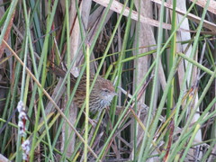 Poodytes punctatus vealeae