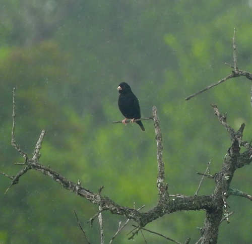 Dusky Indigobird (Vidua funerea), photo 9
