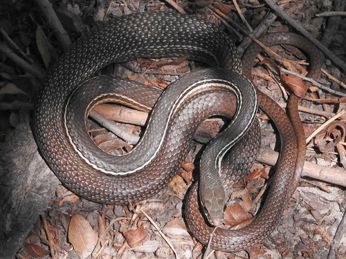 Sonoran Whipsnake