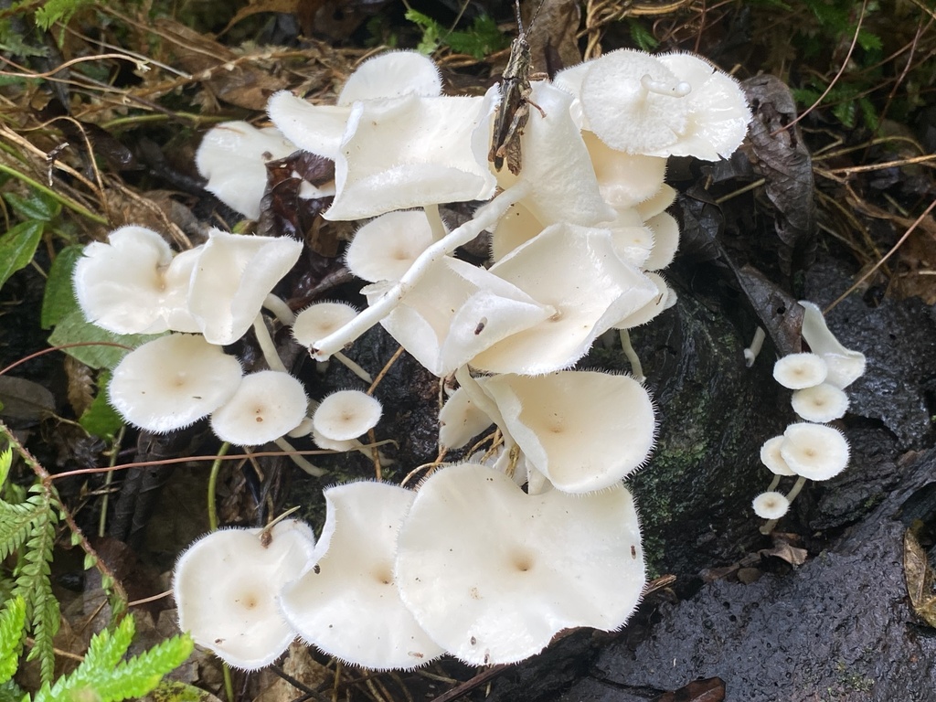 Lentinus flexipes · February 2023 · photo: © heimatlos (iNaturalist, cc0)