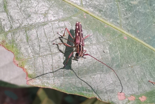 Glenea diverselineata, 2023-03-08