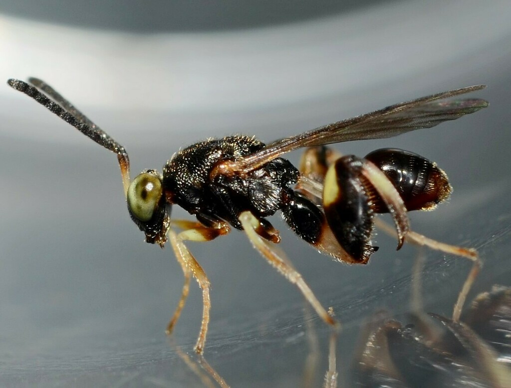 Melanosmicra