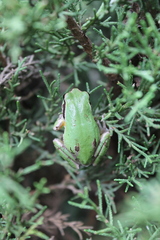 Hyla euphorbiacea