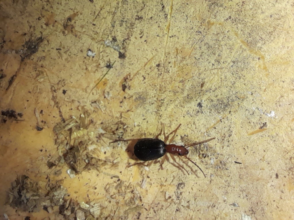 Brachinus italicus