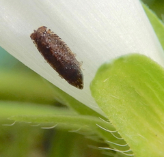 Scaphytopius frontalis