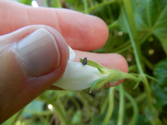 Scaphytopius frontalis