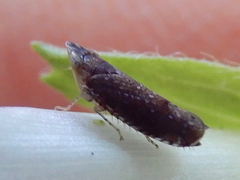 Scaphytopius frontalis