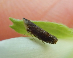 Scaphytopius frontalis