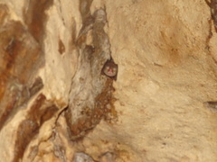 Croslet Horseshoe Bat photo 2
