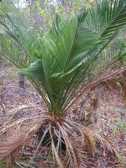 Macrozamia riedlei
