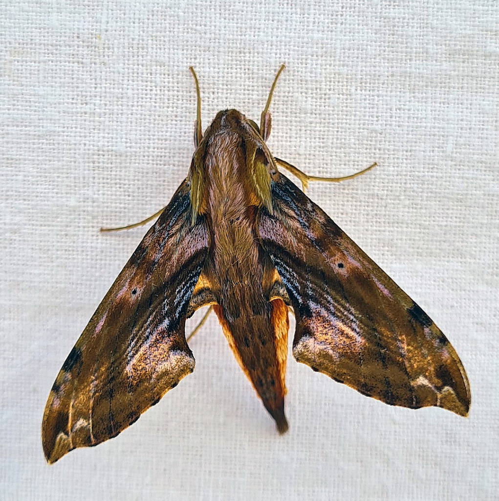 Eupanacra perfecta