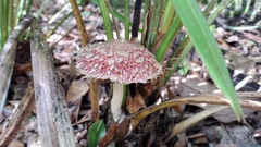 Boletellus ananas image