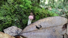 Boletellus ananas image