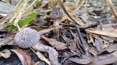 Strobilomyces strobilaceus image