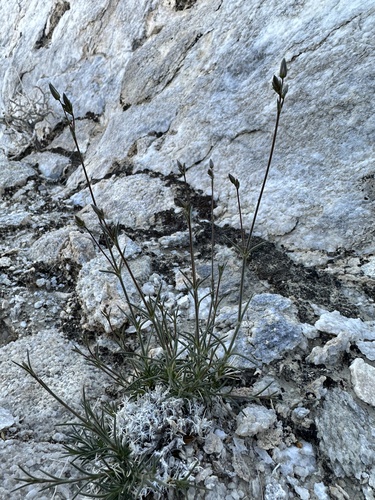 Image of Mojave Sandwort (Eremogone macradenia) by (c) Matt Berger, some rights reserved (CC BY)