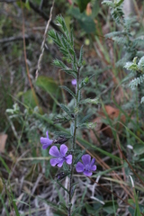Loeselia coerulea