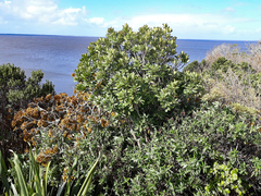 Pseudopanax chathamicus