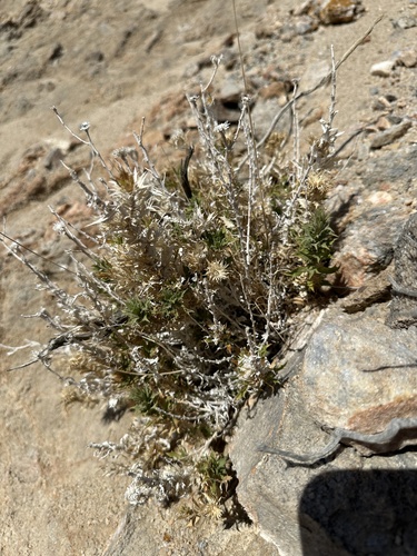 Image of Xylorhiza panamintensis by (c) Matt Berger, some rights reserved (CC BY)