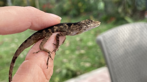 Tolima Anole