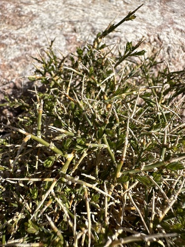 Image of Spiny Greasebush (Glossopetalon spinescens) by (c) Matt Berger, some rights reserved (CC BY)